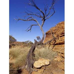  Dead Tree Emerges from Kings Canyons Lost City Sandstone 