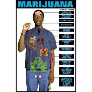  Harmful Effects of Marijuana 24 X 36 Laminated Poster 