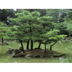 Pines on Island in the Gardens of Kinkaku Ji Temple (Golden Pavilion 