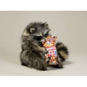  Raccoon with Cracker Jack Box 