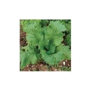  Todds Seeds   Mustard   Green Wave Mustard Seed, Sold by 