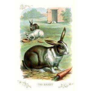  Vintage Art Rabbit   11188 7