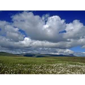 Iceland Cumulus Louds over Green Landscape with White Wildflowers 