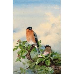   36 inches   A Pair Of Bullfinches In Cherry Blos