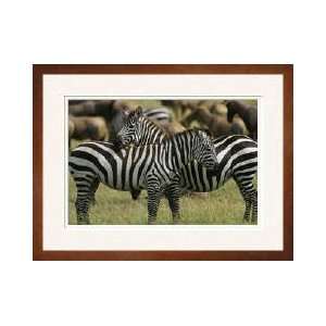  Zebras Masai Mara National Reserve Kenya Framed Giclee 