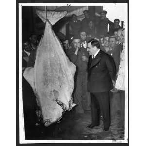  Mayor La Guardia poses with a 300 pound halibut at the new 