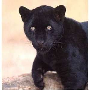  Black Panther Mousepad Mouse Pad Panthers 