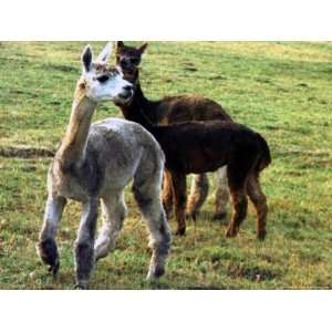  Sheared Alpacas Look Around Their Field August17, 2003, in 