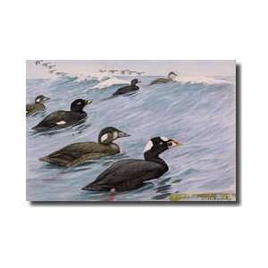  Several Species Of Scoter Swimming Giclee Print