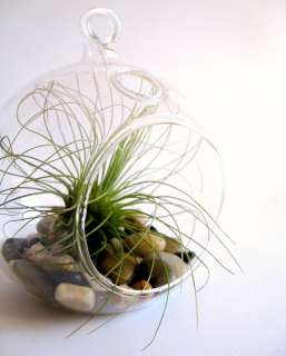 Plant Terrarium Glass Vase, Glass Orb   Medium (24 pcs)   Free 
