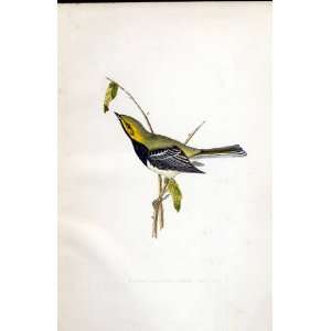  Black Throated Green Warbler Bree H/C 1875 Birds