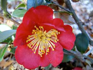 Yuletide Camellia (Camellia sasanqua Yuletide)  