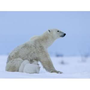  Polar Bear (Ursus Maritimus) Mother with Triplets, Wapusk 
