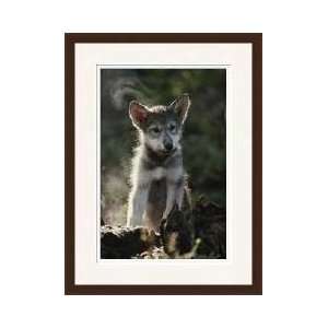  Gray Wolf Pup Sawtooth Mountains Idaho Framed Giclee Print 