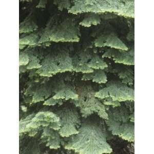 White Fir Tree Needles and Branching Pattern, Abies Concolor, North 