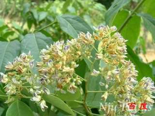Dalbergia hupeana Hance~~~~10 nice seeds  
