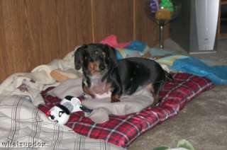 OSCAR CHILLS OUT IN KY WITH HIS TOYS & BLANKIES JAKE, OSCAR & DAD 