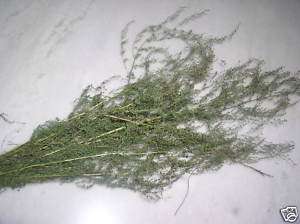 10,000 SAGEWORT Artemisia Annua SWEET WORMWOOD seeds  