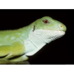  Endangered Banded Fijian Iguana Head with Bright Green 
