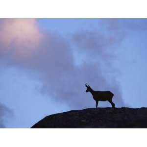  Chamois (Rupicapra Rupicapra) Silhouetted, Gran Paradiso 