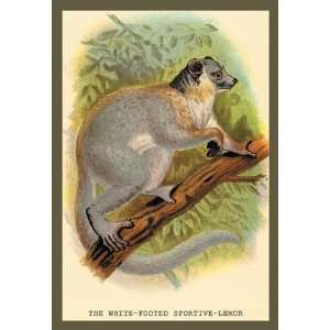  White Footed Sportive Lemur 28X42 Canvas Giclee
