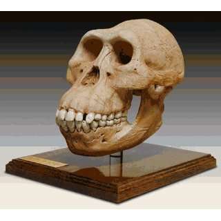  Skullduggery 0265 Aust. Afarensis Skull Toys & Games