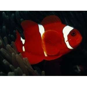  A Spinecheek Anemonefish, Premnas Biaculeatus, Swims by an 