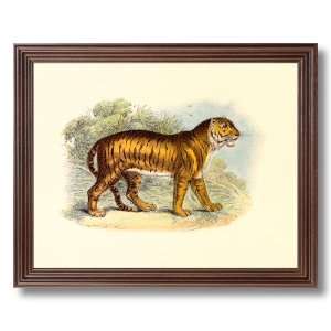 com Framed Cherry African Tiger Cat Standing Animal Wildlife Pictures 