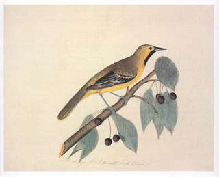 John James Audubon bird print   Orchard Oriole  