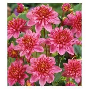  1 Dahlia   Anemone   Diamant Rose Patio, Lawn & Garden