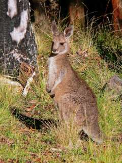 Australia 2012 Discover Australian Wildlife Red Kangaroo $1 Pure 