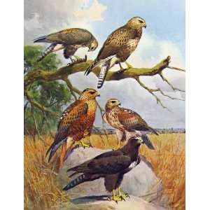  Eagles Hawks & Falcons Long Legged Buzzard Plate Birds 