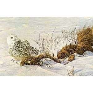  Robert Bateman   Afternoon Glow Snowy Owl