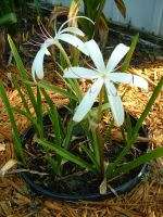 Crinum Lily, Oliganthum West Indies Mini, med bulb  