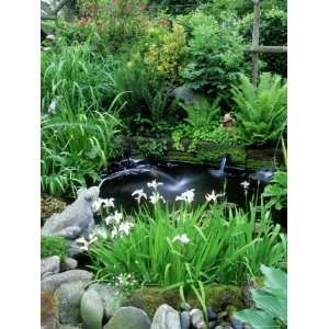  Small Garden Pond, Fountains, Ornamental Frogs, Iris, Fern 