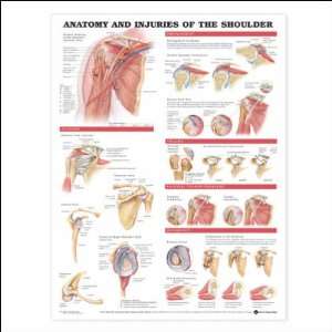 Anatomy and Injuries of the shoulder Anatomical Chart 20 