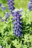 Texas Bluebonnet 50 Flower Seeds *Cool Weather Beauty*  