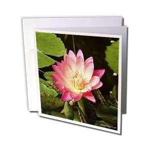  Edmond Hogge Jr Floral   Red Water Lily   Greeting Cards 