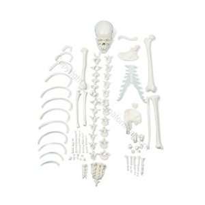 Deluxe Half Disarticulated Skeleton Model (Made in USA)  