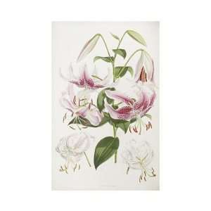  Henry John Elwes   A Monograph Of The Genus Lilium Giclee 