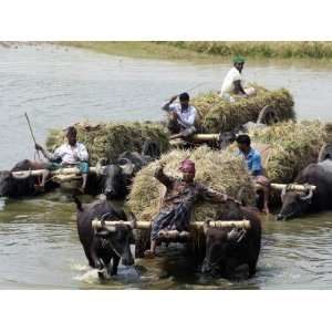  Bangladeshi Farmers Carry Harvested Rice Crops Through a 