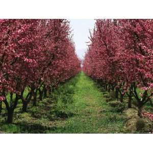  Orchard of Blooming Fruit Trees National Geographic 