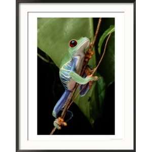  A Red Eyed Tree Frog Climbing a Vine Collections Framed 