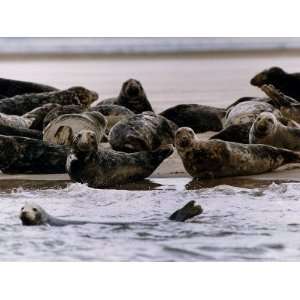  Pollution Suffering Seals in Dee Estuary off the Chashire 