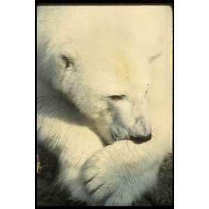  12X16 inch 1 of Top 100 Predators Animal Canvas Art Polar 
