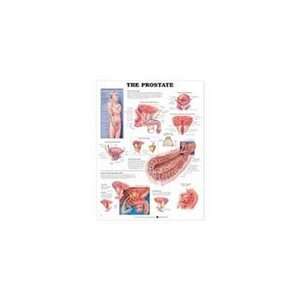  Anatomical Chart Company Prostate Chart   Model 90885 