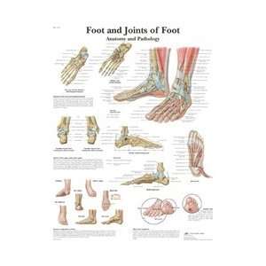  Foot and Ankle   Anatomical Chart Industrial & Scientific
