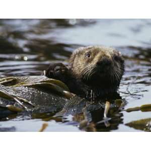  A Sea Otter Has Wrapped Himself with Kelp as an Anchor for 