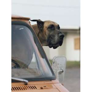  View of a Great Dane Sticking its Head out a Window of a 