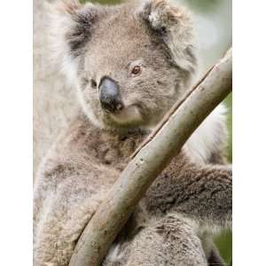 Koala, Ottway National Park, Victoria, Australia Premium Photographic 